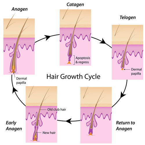 Цикъл на растеж на косъма